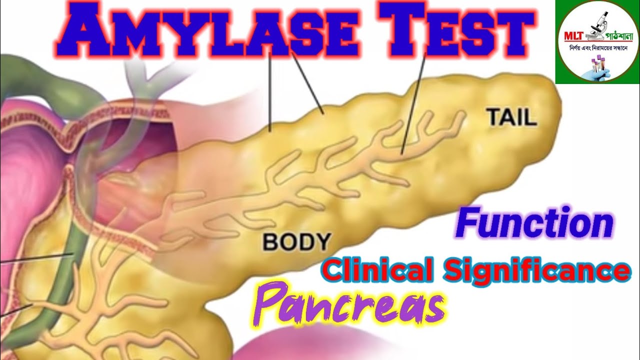 Serum Amylase ll Serum Amylase Test ll Amylase Test in Bengali ll ...