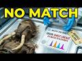 The Last Mammoths On Earth Had DNA That Doesn’t Match Any Living Elephant