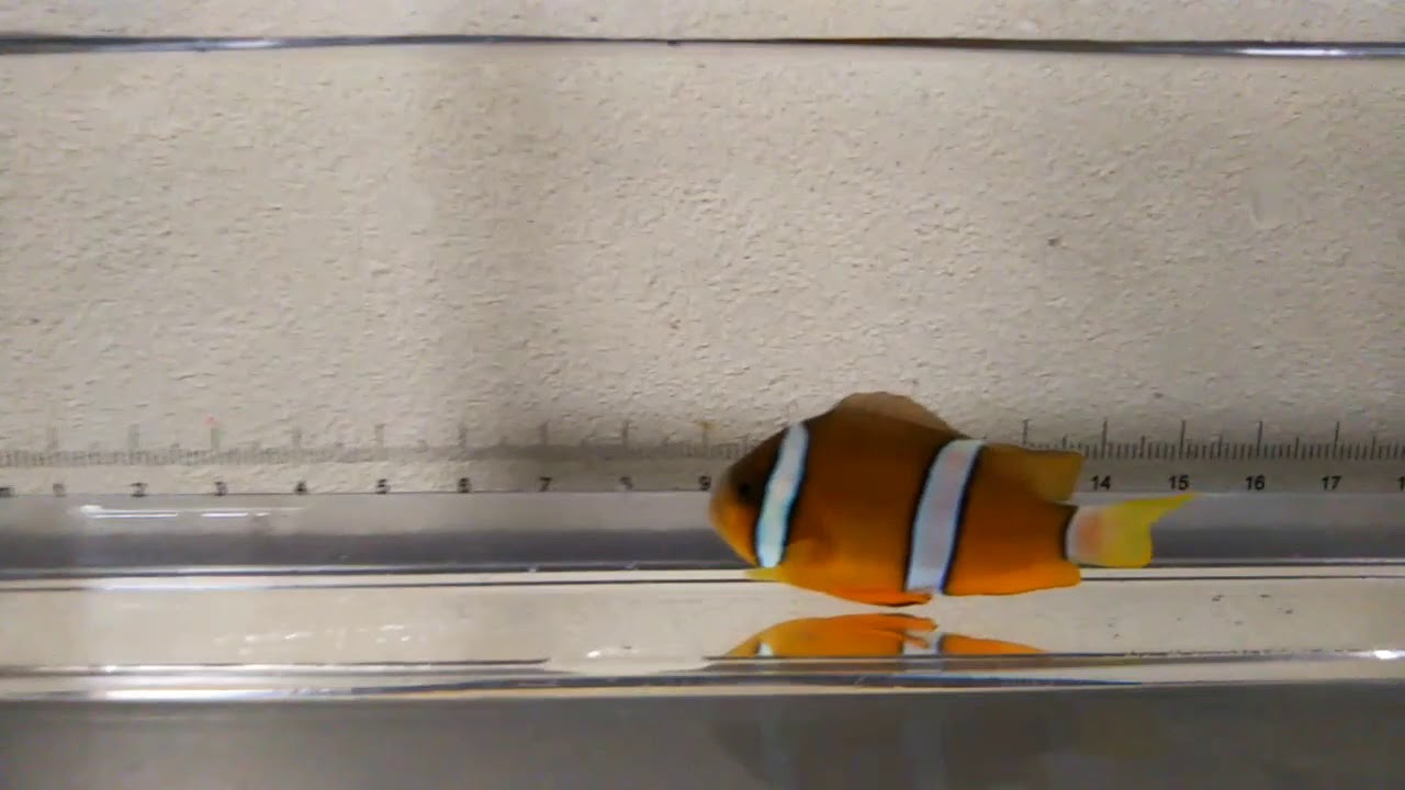 クマノミ(Amphiprion clarkii) - YouTube
