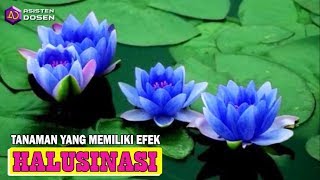 Waspada…Tak Hanya Ganja, Tanaman Ini Ternyata Juga Miliki Efek Halusinasi