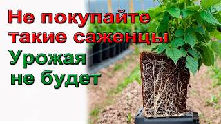 Секрет при посадке яблони и черешни