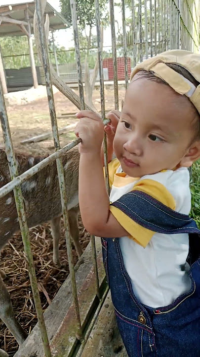 dek izzul melihat rusa di kebun teh jamus