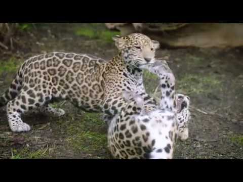 Jaguar San Antonio >> Jaguar Cubs At The San Antonio Zoo Jaguar San Antonio >> Jaguar Cubs At The San Antonio Zoo