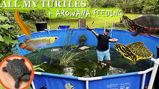 ALL MY TURTLES + BABY AROWANA FEEDING