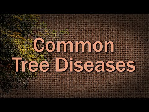 Common Tree Diseases – Family Plot