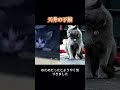 母猫が天井の中に子猫を隠しちゃったんだけど、飼い主さんはどうやって入り込んだのか、謎すぎて首をかしげ