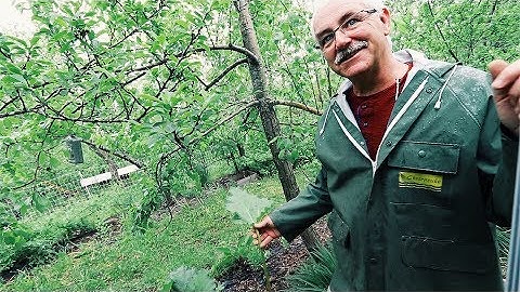 The Permaculture Orchard - For Anyone