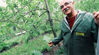 The Permaculture Orchard - For Anyone