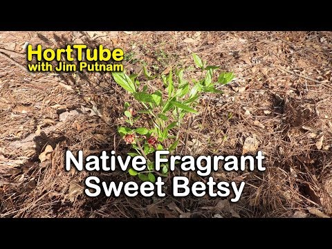 Videó: Carolina szegfűbors növény gondozása: tippek a Carolina szegfűbors bokor gondozásához és metszéséhez