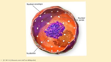 Standard 8: Lesson 10: Cell structure and function: Part 3 of 5