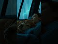Car Roof Rain for Sleep | Dog Companion in Countryside | Insomnia Help #Short