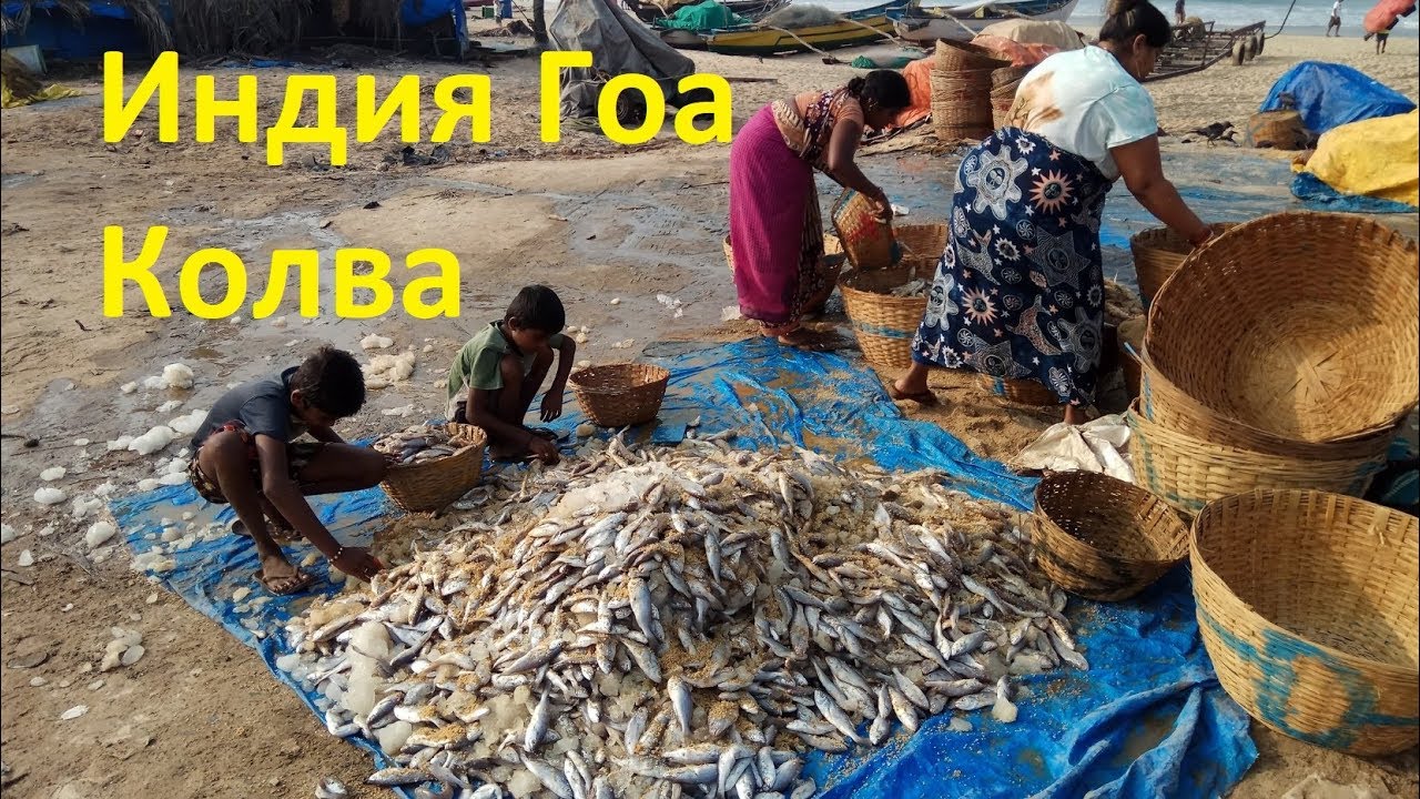 Рыба индия Рыба индия