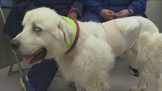 Great Pyrenees hero, Casper, who fought of pack of vicious coyotes, wins People's Choice Pup