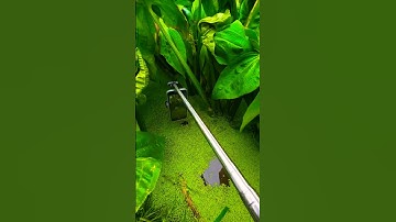 Frog’s First 🎥💔Perspective  Photography Plan