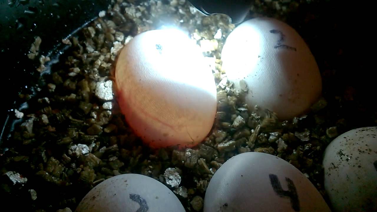 eggs florentine Corn Snakes Moving Inside Their Eggs!