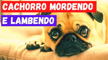 O que significa quando o cachorro morde a pata?