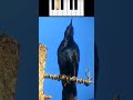 Grackle Vocal Warm-Up 🎹🐦‍⬛ #birds #grackle #musical