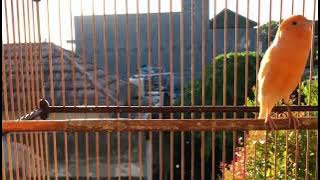 KENARI KUNING WORTEL LAGI BERNYANYI