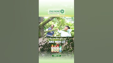 Kỳ 34 : Phục hồi vườn cây ăn trái sau mùa lũ | Phú nông