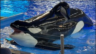 Orca Encounter during inside look - Jan. 7, 2024 - SW San Antonio