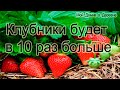 ЕСЛИ СДЕЛАТЬ ЭТО ВЕСНОЙ КЛУБНИКИ БУДЕТ В 10 РАЗ БОЛЬШЕ