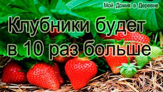 ЕСЛИ СДЕЛАТЬ ЭТО ВЕСНОЙ КЛУБНИКИ БУДЕТ В 10 РАЗ БОЛЬШЕ