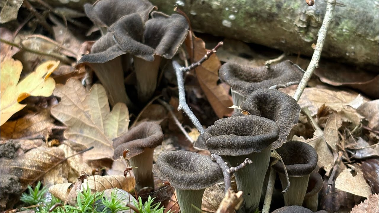 Trompettes des morts , nouveau beau concert …🎺🎺🎼