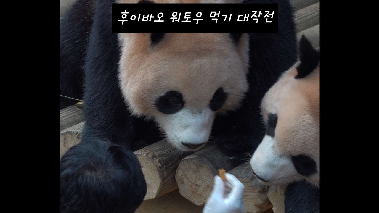후이바오는 생 워토우를 몇개 먹었을까? 송바오님의 다양한 스킬