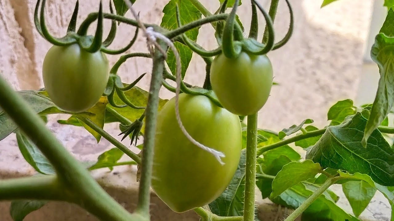 Tomato plant update...Feb 2022..Tulsi, Allovera, beetel leaf,lemon
