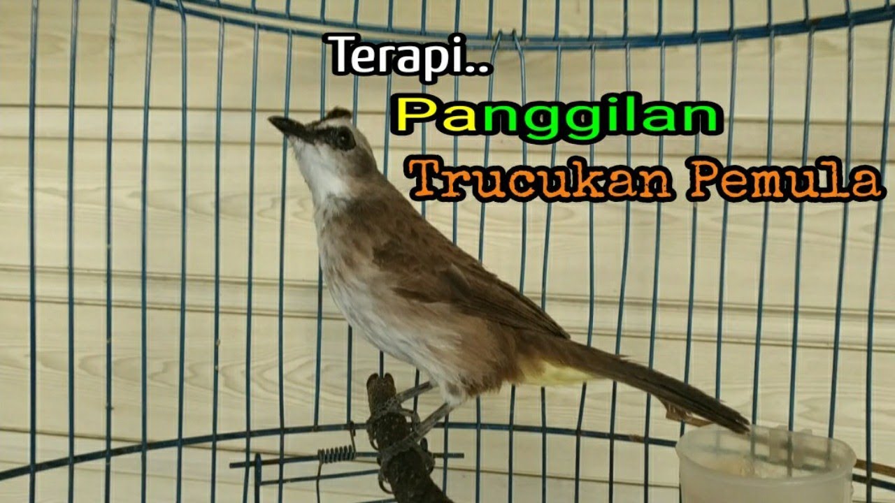 Trucuk Betina memanggil jantan, Terapi harian bunyi buat jantan pemula & Pancingan semua TRUCUKAN