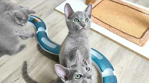 Video 1941211: russian blue cattery, russianbluecats, litter