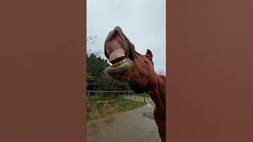 Was bedeutet es wenn ein Pferd Flehmt?