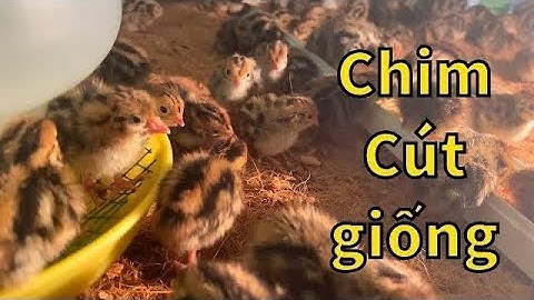 #59 kỹ thuật úm chim Cút 6 ngày tuổi | Nuôi cút thả vườn