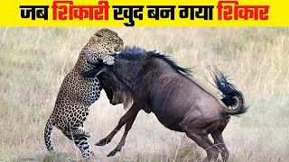 जब शिकारी खुद बन गया शिकार | Moments of Predators Being Hunted