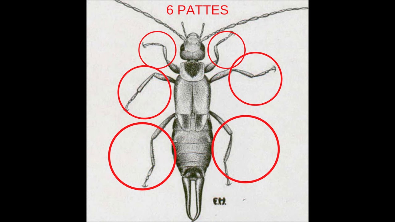 Les Insectes Maternelle Youtube