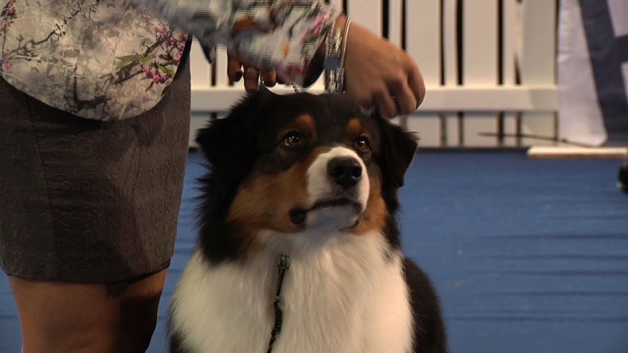 Belfast Dog Show 2015 Pastoral Group YouTube belfast-dog-show-2015-pastoral-group-youtube
