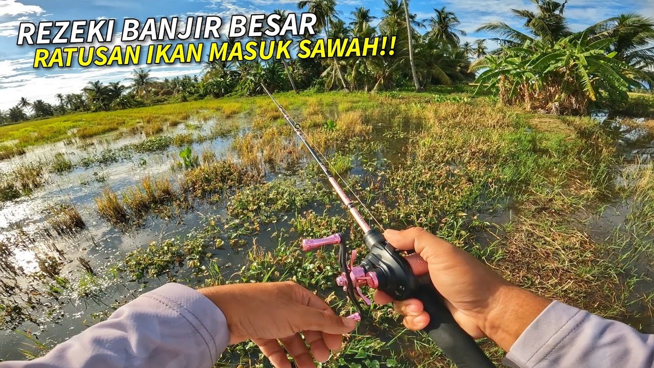Musim Banjir BERATUS RATUS Ikan Masuk Sawah Bendang!!
