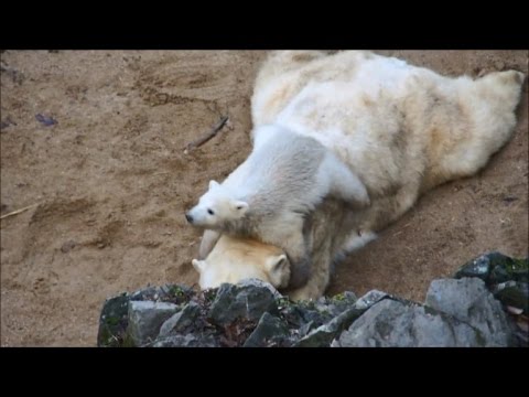 Video: Pet Scoop: Beruang Polar yang baru lahir Dapat Memelihara Perhatian Khusus di China, Zoo Mahu Memecah Gajah