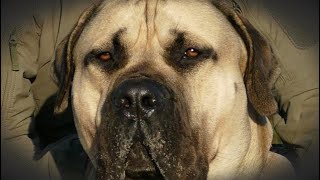 BOERBOELS are majestic dogs