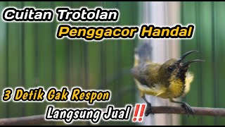 Download Lagu BELUM ADA 5 DETIK SOGON TROTOL NDASI DISITU LANGSUNG IKUT GACOR NGKLEPER‼️PENGGACOR SOGON BAHAN JITU MP3 Download Lagu BELUM ADA 5 DETIK SOGON TROTOL NDASI DISITU LANGSUNG IKUT GACOR NGKLEPER‼️PENGGACOR SOGON BAHAN JITU MP3