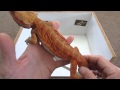 How To Identify Your Bearded Dragons Morph Update From A To Z!!!!