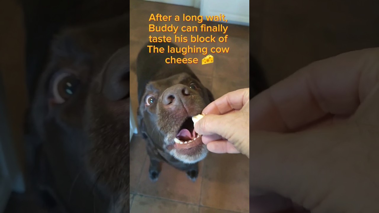 My dog won't take his meds 💊 so this is what I do... shorts dogshorts