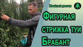 Обрезка и формировка туи западной Брабант первая стрижка!