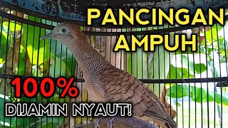 PANCINGAN PERKUTUT BANGKOK GACOR AGAR BUNYI 100% DIJAMIN LANGSUNG NYAUT SEMUA
