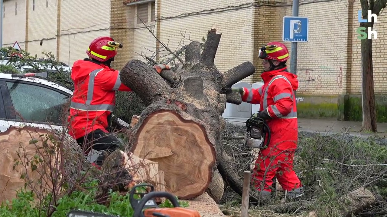 La borrasca Oriana derriba un árbol de gran tamaño en la avenida de Santa Teresa