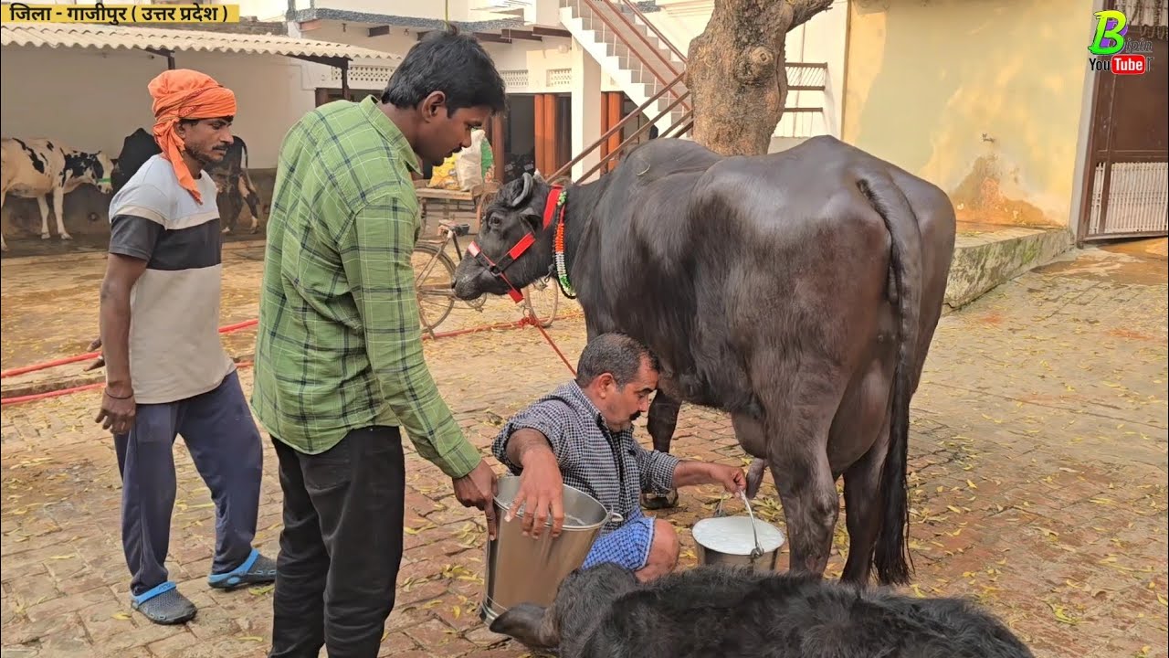 20 लीटर से अधिक दूध देने वाली मुर्रा भैंस बिकाऊ है उत्तर प्रदेश के गाजीपुर जिला मे | Buffalo Milking