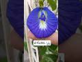 Clitoria ternatae/ sangu poo❤