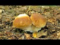 Грибник в обмороке, белые грибы и молодые подосиновики на каждом шагу, лес грибами усеян! Грибы 2022
