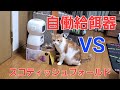 自動給餌器と対峙する猫の行動をご覧下さい。