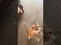 My cat Chester attention on command because he’s a true soilder of Christ!!🙏❤️Accept Jesus!!🙏❤️